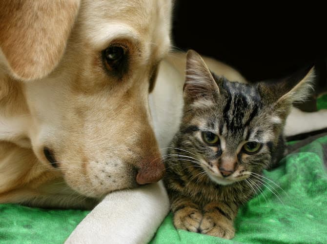 Reigning Cats & Dogs