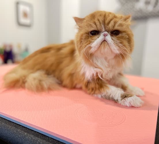Dtails Pet Grooming & Nutrition mobile cat grooming